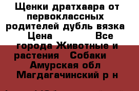 Щенки дратхаара от первоклассных  родителей(дубль вязка) › Цена ­ 22 000 - Все города Животные и растения » Собаки   . Амурская обл.,Магдагачинский р-н